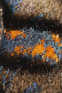 <i>Junonia coenia</i> Wing Scales (2 of 3)
