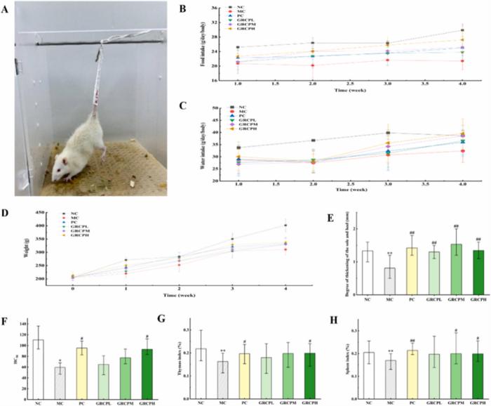 HOW A THREE-HERB PREPARATION COUNTERED IMMUNE DECLINE IN RATS UNDER SIMULATED WEIGHTLESSNESS