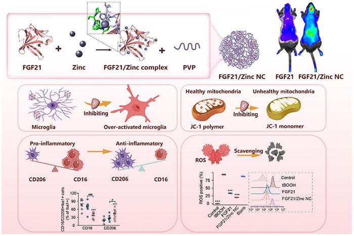 Schematic diagram of the FGF21/Zinc NC preparation and its mechanism of action