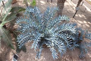 E horridus blue cycad hue study_Hiroshima University