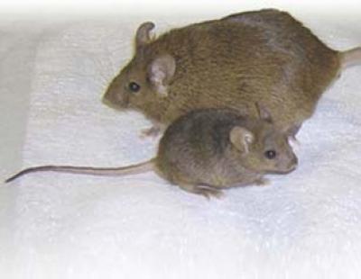 Snell Dwarf Mouse
