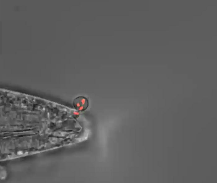 Live-Cell Imaging Reveals the Dynamic Infection Process of Dactylellina haptotyla in Nematodes