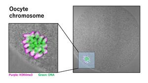 Localization of chromosomes and the distribution of the histone modification H3K4me3 in mouse oocytes