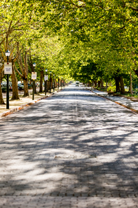 SA stands to lose 65 million of its 225 million urban trees