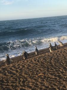 Secretos Ocultos: Pingüinos de Magallanes Usan Corrientes Marinas para Ahorrar Energía en Largos Viajes
