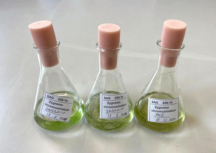 Flüssigproben verschiedener Zellkulturen von Zygnema circumcarinatum, die in der Sammlung von Algenkulturen der Universität Göttingen gelagert sind.