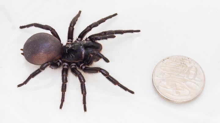 Spider with Coin for Scale