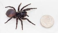 Spider with Coin for Scale