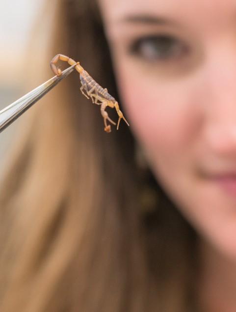 Ward with Scorpion