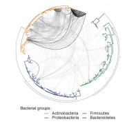Horizontal Gene Transfer Graphic