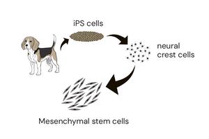 Production of mesenchymal stem cells from canine iPS cells