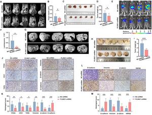 PLXNC1 promotes tumor growth and metastasis in vivo