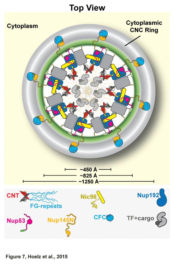 Proposed Architecture of the Inner Ring of the Nuclear Pore Complex