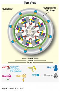 Proposed Architecture of the Inner Ring of the Nuclear Pore Complex