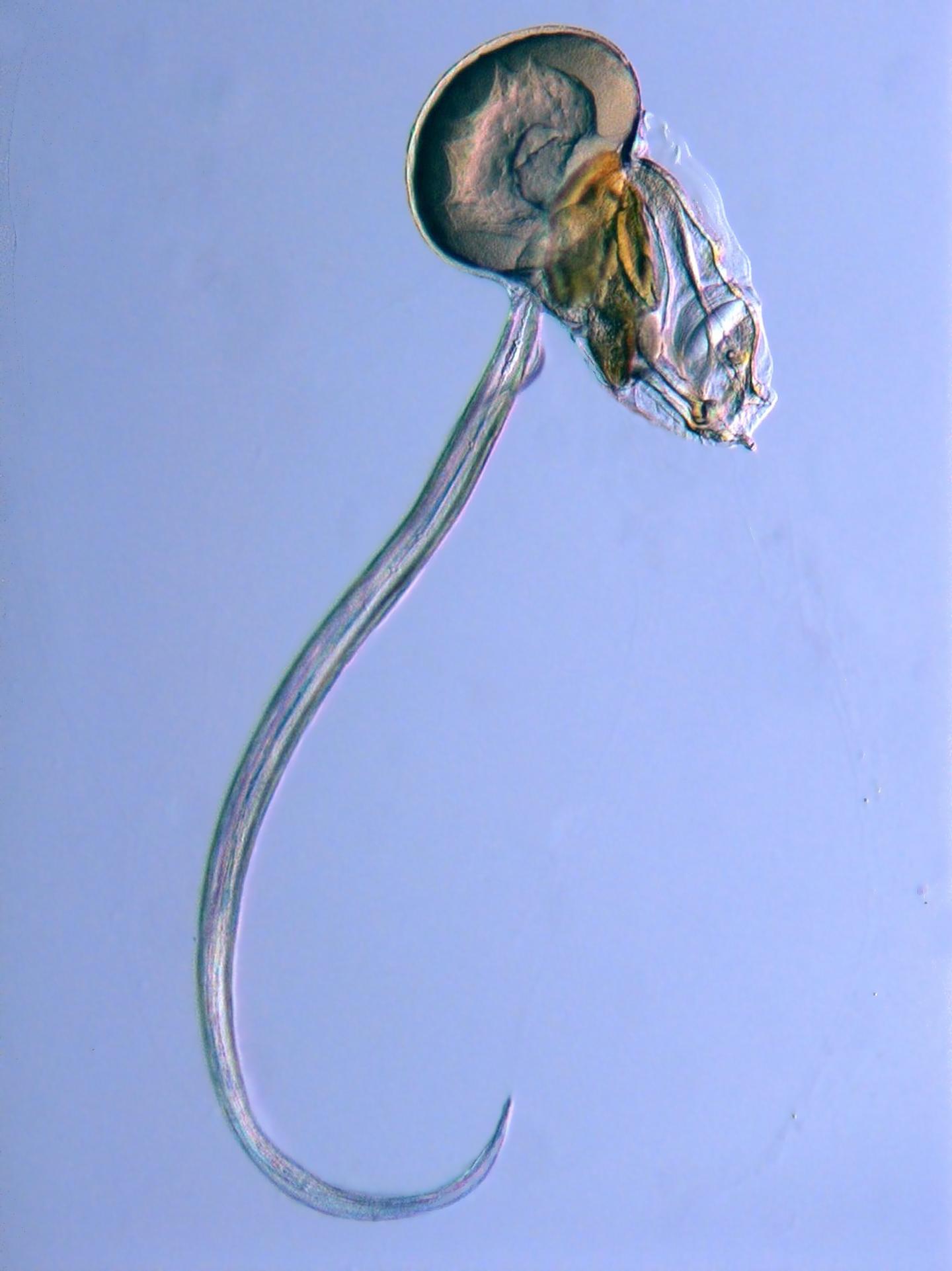 The Tunicate