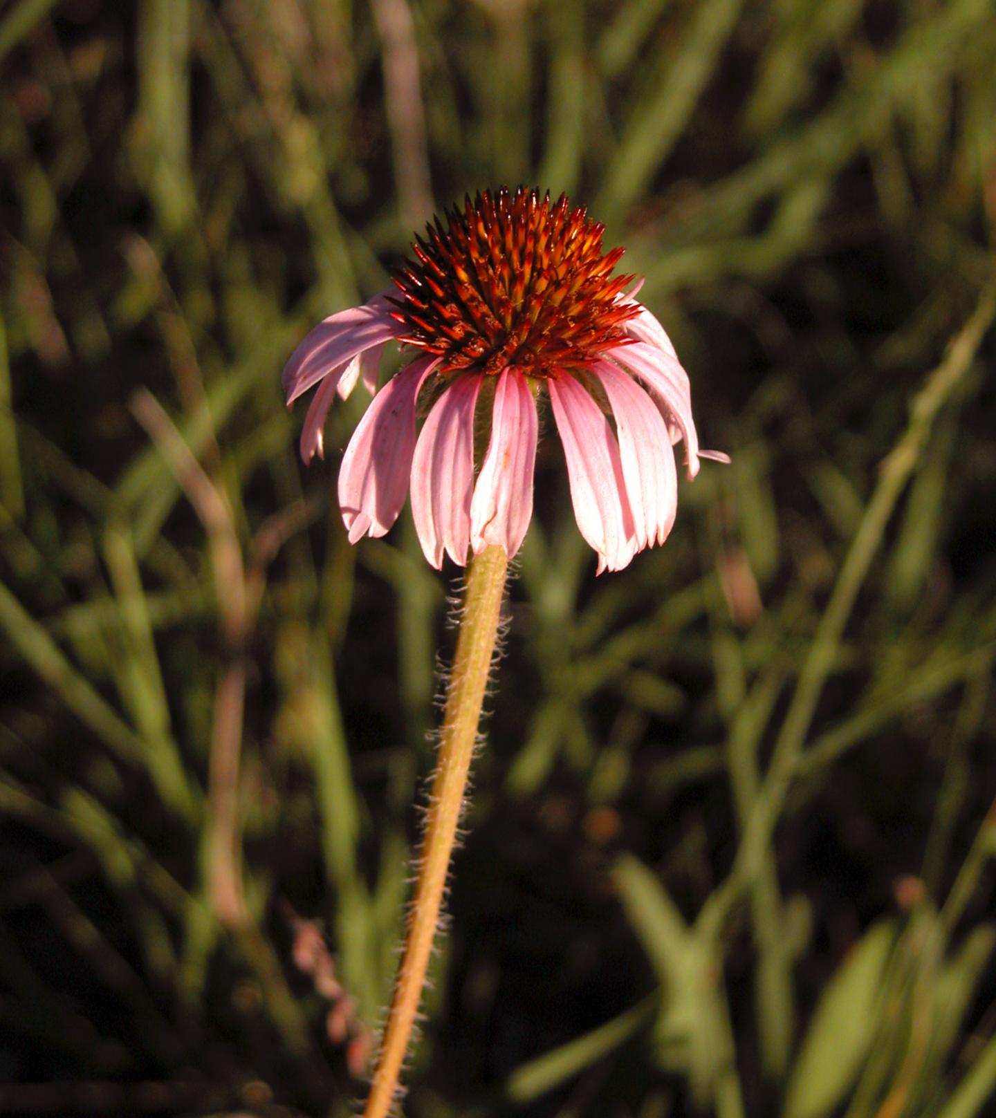 Purple Coneflower