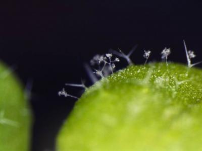 Thale Cress with Fungal Infestation