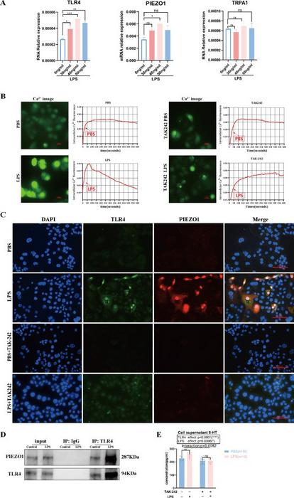 TLR4 binds with PIEZO1 to promote calcium influx in BON-1 cells.