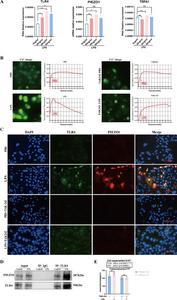 TLR4 binds with PIEZO1 to promote calcium influx in BON-1 cells.