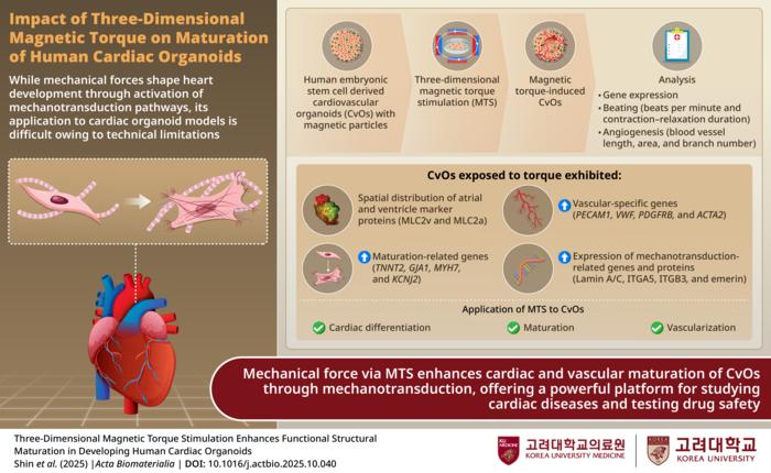 Impact of three-dimensional magnetic torque on maturation of human cardiac organoids