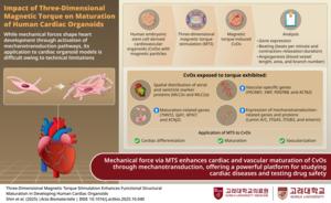 Impact of three-dimensional magnetic torque on maturation of human cardiac organoids