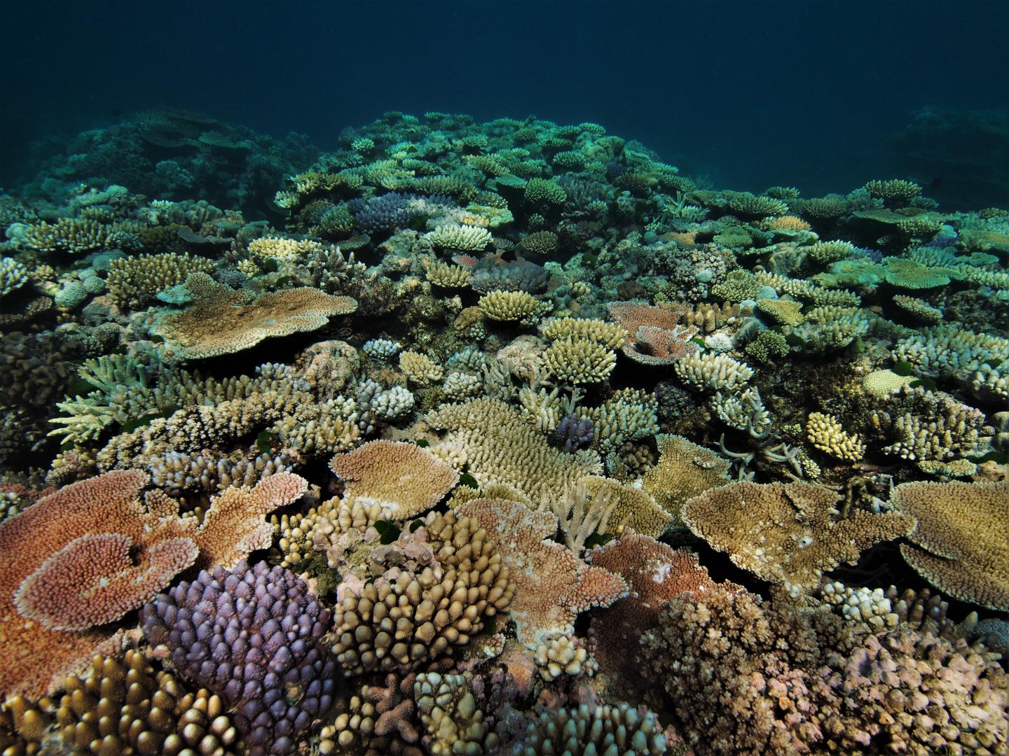Coral