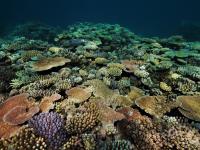 Coral