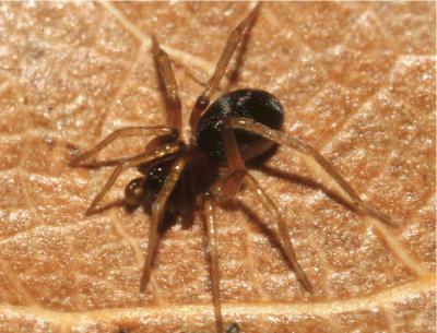 Spider