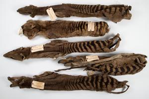 Tasmanian tiger (thylacine) skins
