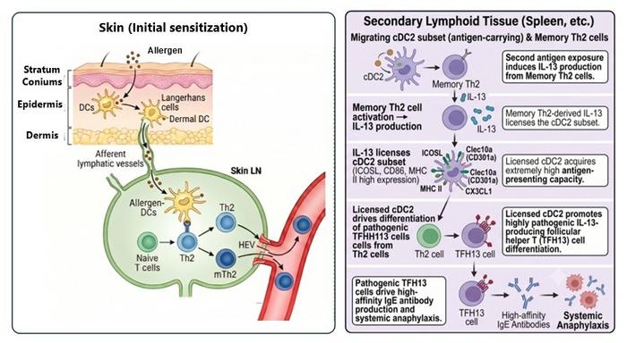 Uncovering the immune mechanism behind the atopic march