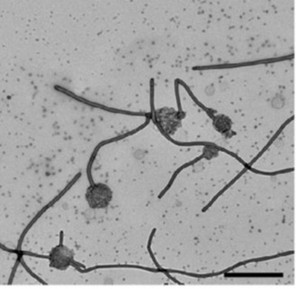 liposomes after treatment with MakA