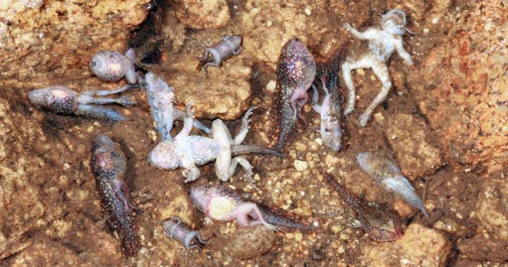 A Virus Lethal to Amphibians is Spreading Across Portugal