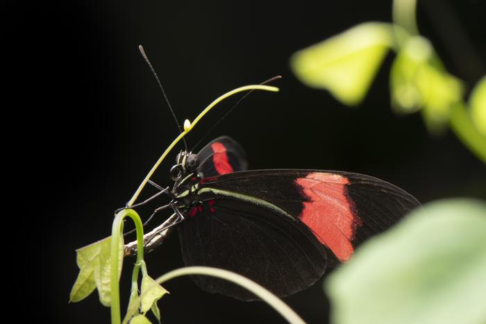 Geriactric butterfly