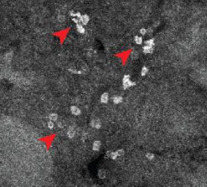 New technique lights up where drugs go in the body, cell by cell