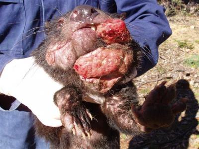 An 'Immortal' Devil's Genome and the Secrets of a Cancer That's Catching (2 of 2)