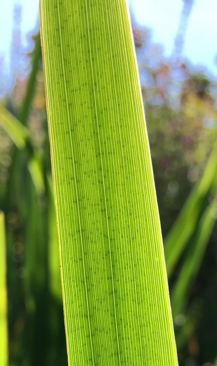 Leaf of a Native Water Yellow Flag Iris