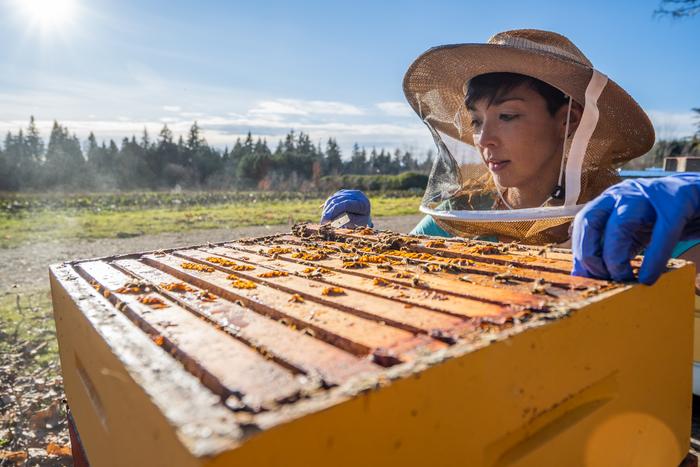 Dr. Alison McAffee inspects honey bee colony - horizontal