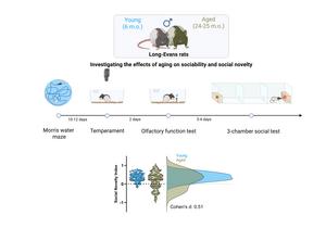Experimental approach and sociability findings.