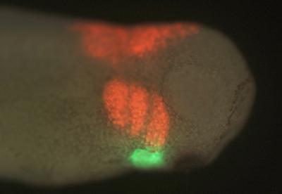 Fluorescently-dyed <i>Xenopus</i> Embryo Cells