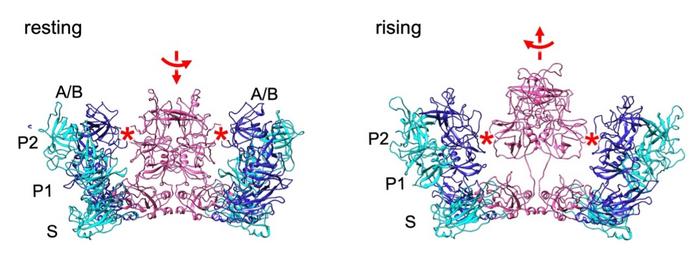 Figure 2. Structural transition between the two conformational states of the human norovirus VLP