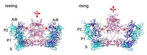 Figure 2. Structural transition between the two conformational states of the human norovirus VLP