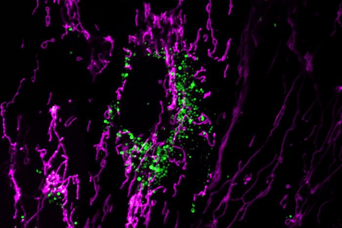 mitochondrial network