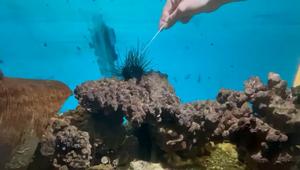 Demonstration video of the swab