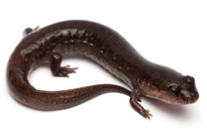 D. valentinei