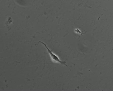 Pair of Stem Cells