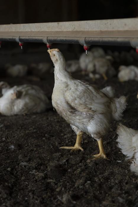 Broiler chicken drinking