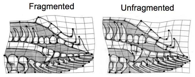 Human Impacts Change Fish Genital Shape