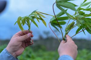 Cassava Witches' Broom Disease