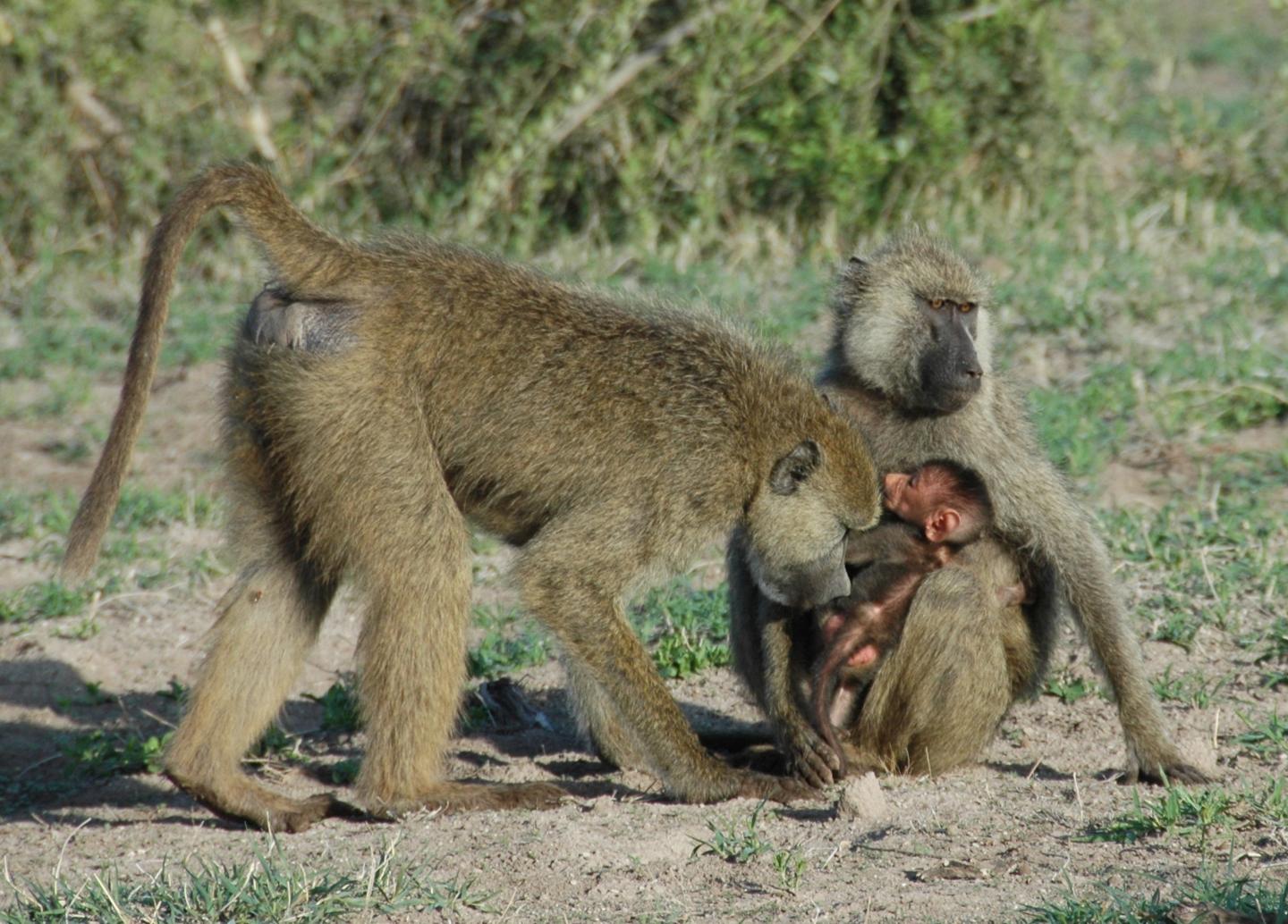 Baboons in Amboseli National Park in Kenya