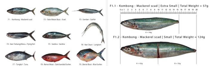 Examples of the visual aids used in the national survey: left, a species identification tool; right, a portion size estimation tool, both designed to support more accurate reporting of fish consumption.